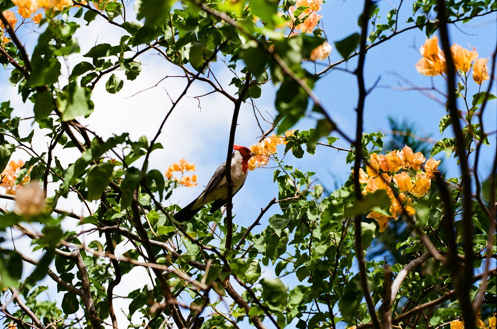 Bird among orange blossoms