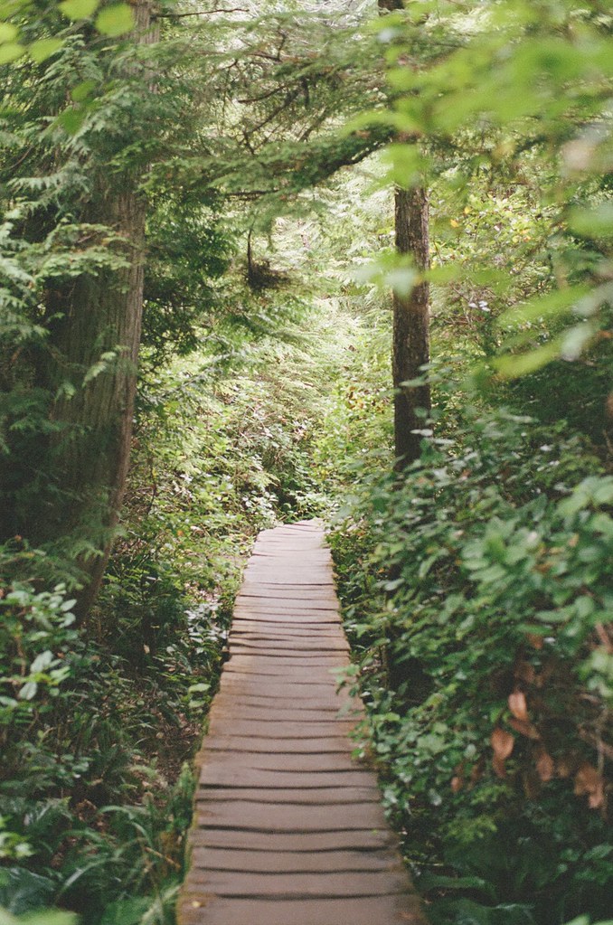 Boardwalk path through forest