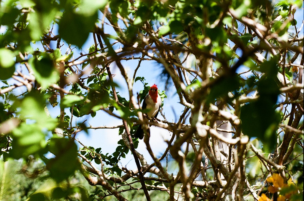 Red bird perched on branches